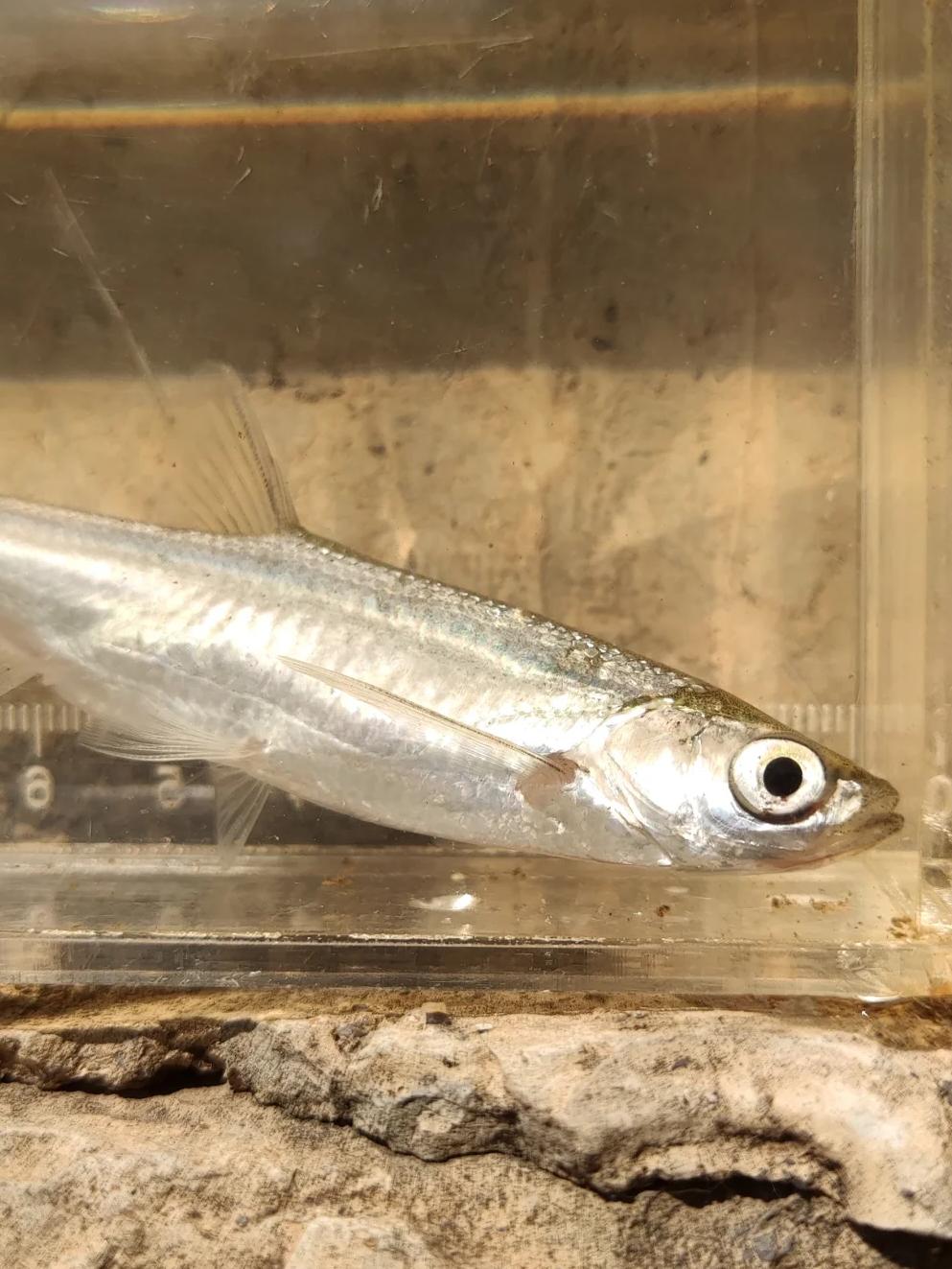 王者比赛直播 -{鮆(京东客服24小时热线人工)